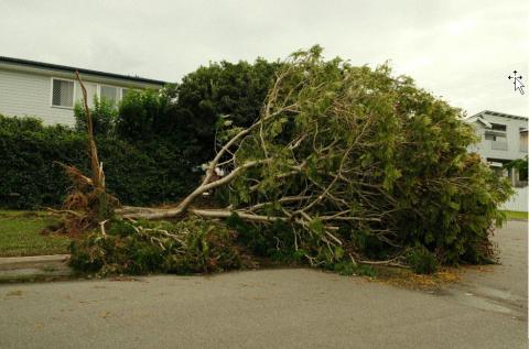 fallen tree